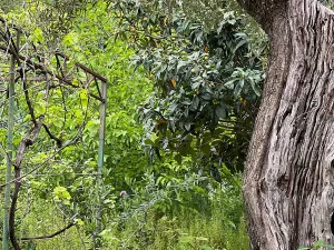 Prodej vily, Scalea, Itálie, 180 m2