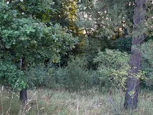 Prodej lesa, Horní Bukovina, 2690 m2