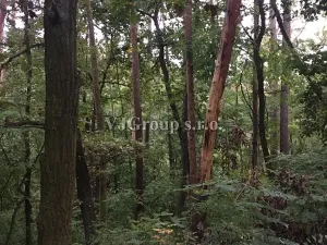 Prodej lesa, Bradlec, 4578 m2