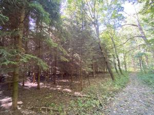 Prodej lesa, Lánov - Horní Lánov, 15996 m2