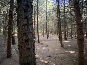 Prodej lesa, Lánov - Horní Lánov, 15996 m2