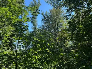 Prodej lesa, Ostrava, 4400 m2