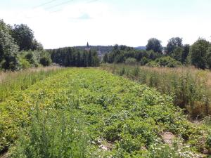 Prodej pozemku, Stráž, 15644 m2