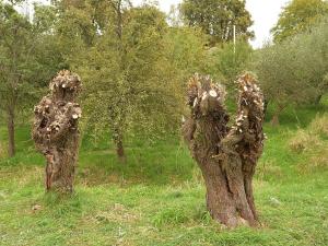 Prodej komerčního pozemku, Heřmaničky, 19000 m2