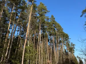 Prodej pozemku, Slabčice, 9236 m2