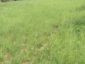 Prodej zahrady, Doubravčice, 7161 m2