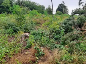 Prodej lesa, Vyskytná, 4964 m2