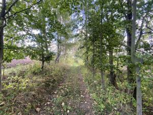 Prodej lesa, Lánov - Horní Lánov, 4009 m2