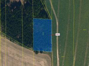 Dražba lesa, Žirovnice, 2931 m2