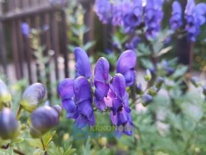 Prodej rodinného domu, Rudník, 245 m2