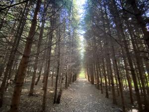 Prodej lesa, Lánov - Horní Lánov, 11269 m2