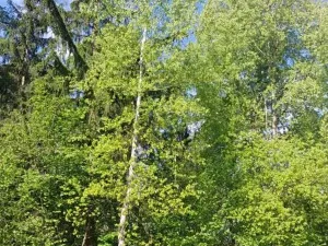 Prodej lesa, Vyskytná, 12390 m2