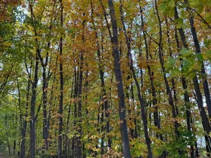 Prodej lesa, Libišany, 3737 m2