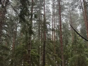 Prodej podílu lesa, Vrbice, 4173 m2