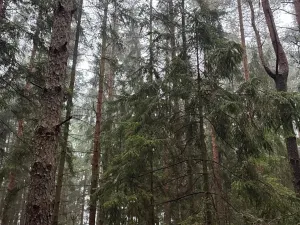 Prodej podílu lesa, Vrbice, 4173 m2