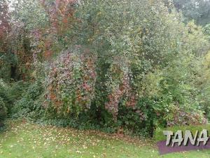 Prodej pozemku pro bydlení, Mladějov, 382 m2