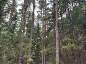 Prodej podílu lesa, Ledenice, 4462 m2