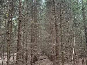 Prodej podílu lesa, Ledenice, 4462 m2