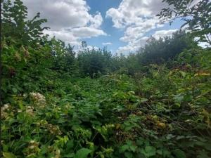 Prodej lesa, Jihlava, 3272 m2