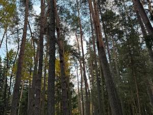 Prodej lesa, Čermná, 9742 m2