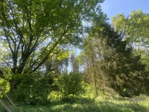 Prodej lesa, Kropáčova Vrutice - Sušno, 15167 m2