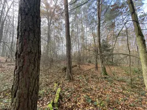 Prodej lesa, Chářovice, 617 m2