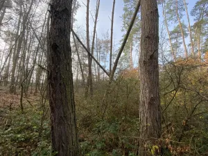 Prodej lesa, Chářovice, 617 m2