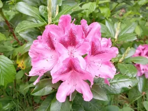 Prodej rodinného domu, Drslavice, 86 m2