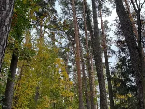 Prodej podílu lesa, Blížejov, 1818 m2