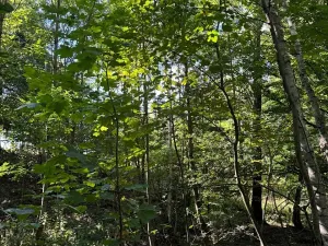 Prodej lesa, Boháňka, 3705 m2