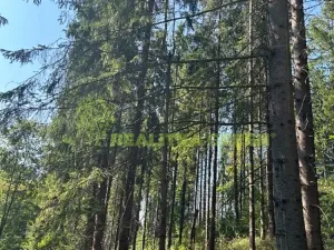 Prodej lesa, Nýdek, 16920 m2