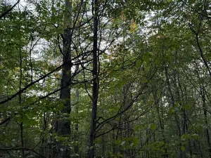 Prodej lesa, Velká Polom, 1538 m2