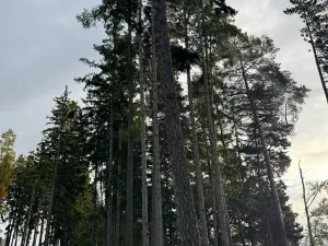 Prodej lesa, Keblov, 3400 m2