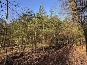 Prodej lesa, Pardubice, 8225 m2