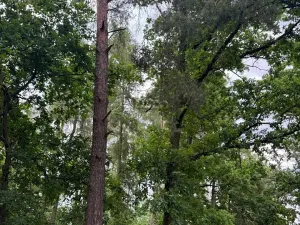 Prodej lesa, Bavorov, 10907 m2