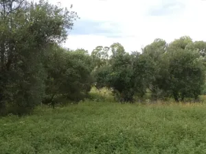 Dražba louky, Mnichov, 12065 m2