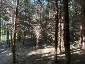 Prodej lesa, Lánov - Horní Lánov, 15278 m2