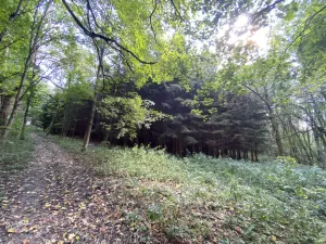 Prodej lesa, Lánov - Horní Lánov, 15278 m2