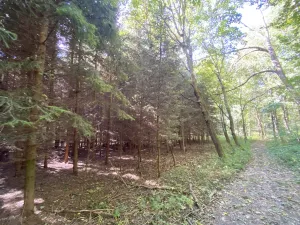 Prodej lesa, Lánov - Horní Lánov, 15278 m2