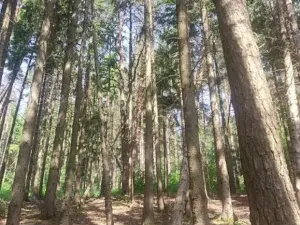 Prodej lesa, Kněždub, 671 m2