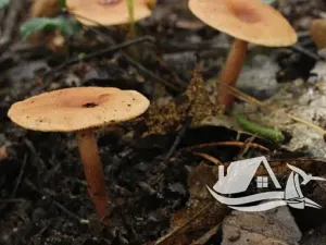 Prodej bytu 2+kk, Bansko, Bulharsko, 55 m2