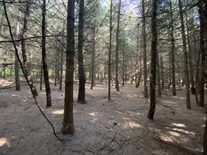 Prodej lesa, Lánov - Horní Lánov, 15278 m2