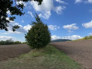 Prodej lesa, Lánov - Horní Lánov, 15278 m2