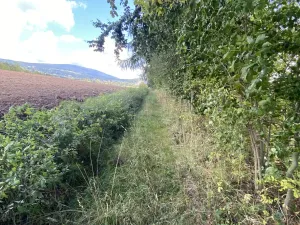 Prodej lesa, Lánov - Horní Lánov, 15278 m2