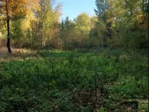 Prodej podílu lesa, Hrušová, 5113 m2