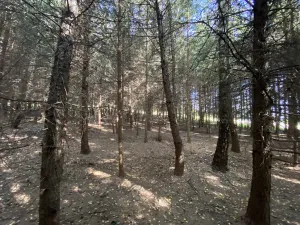 Prodej lesa, Lánov - Horní Lánov, 11269 m2