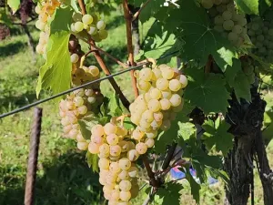 Prodej sadu/vinice, Blučina, 2677 m2