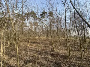 Prodej lesa, Kostelní Lhota, 9438 m2