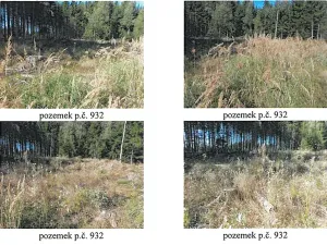 Prodej lesa, Česká Bělá, 7690 m2