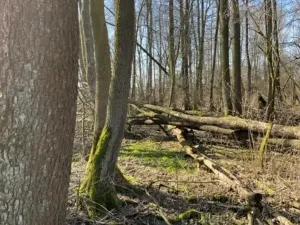 Prodej lesa, Jaroměř, 19276 m2